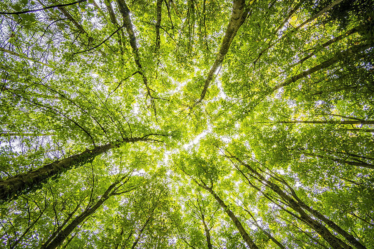 Umweltbonus Elektomobilität Bäume